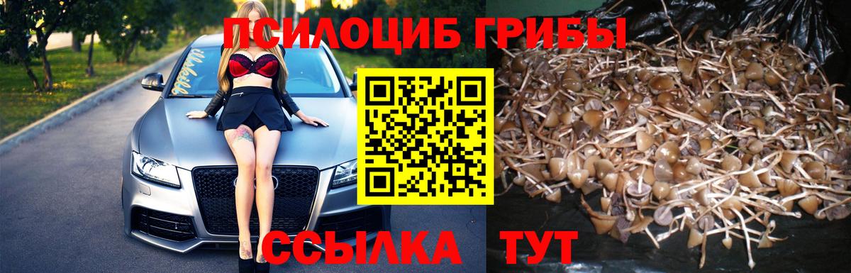 сколько стоит  Псилоцибиновые грибы мицелий  Вход с VPN  Нижний Тагил 